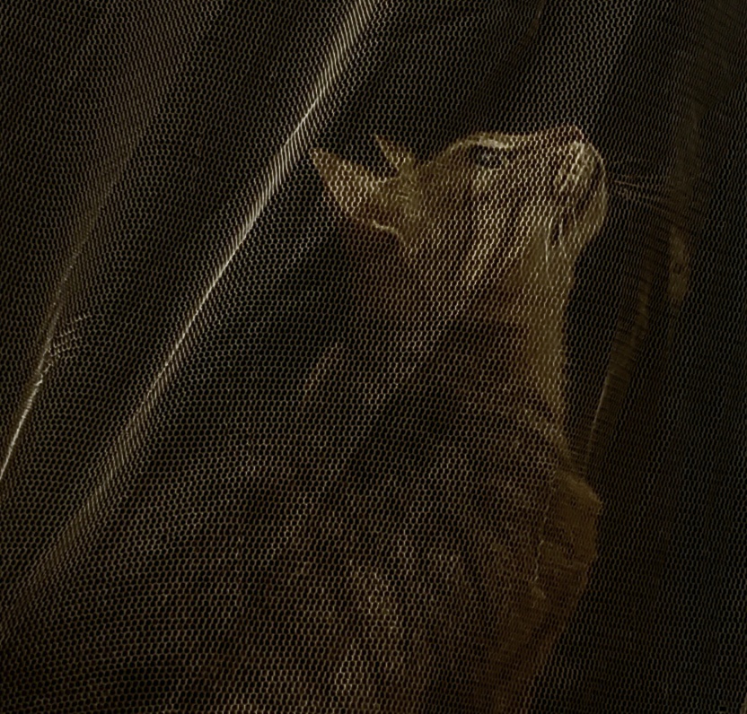 Gatos III — 2026 — Captura direta com telefone. — Fabio Crisanti