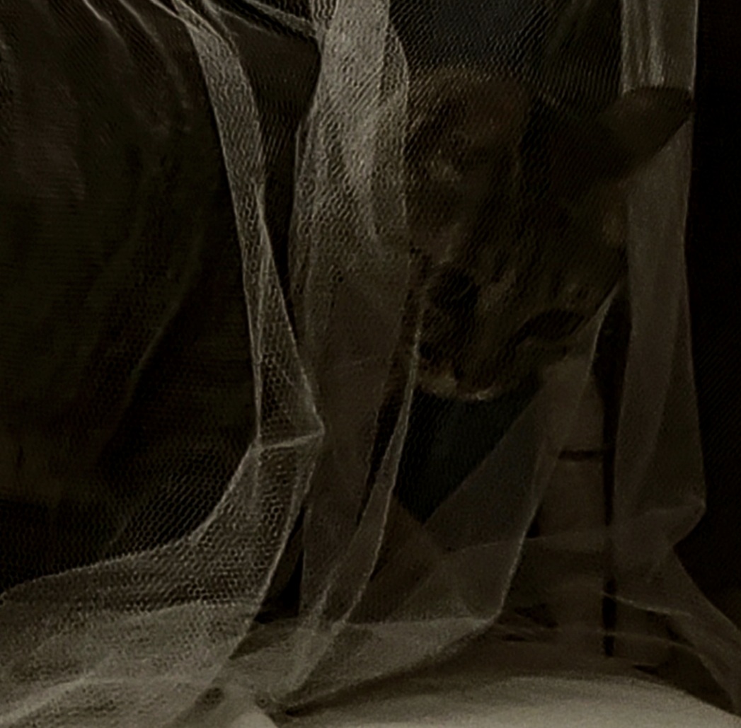 Gatos V — 2026 — Captura direta com telefone. — Fabio Crisanti