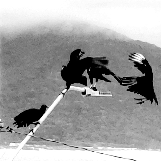 Urubús II — 20244 Captura direta com telefone. — Fabio Crisanti